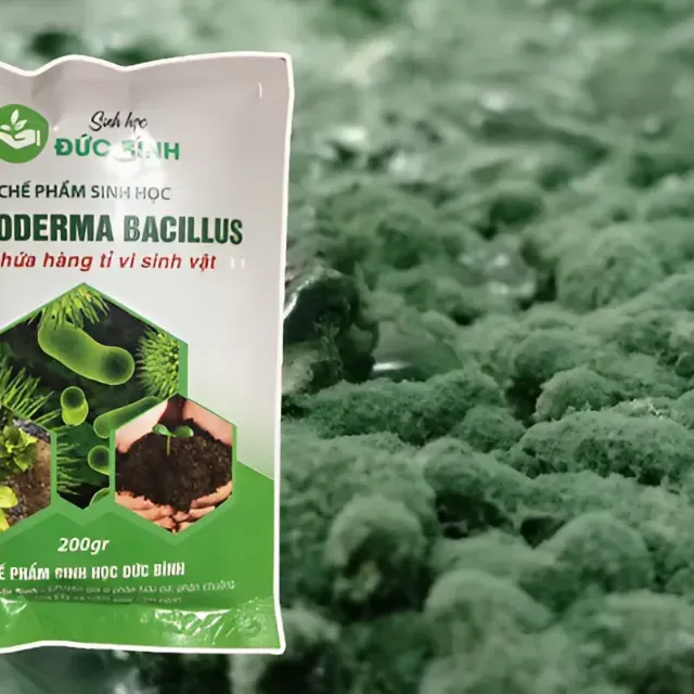 Nấm Trichoderma