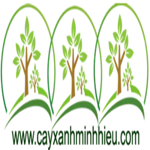 Cây Bàng Đài Loan